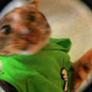 Meet your Posher, Amelia